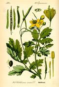 greater celandine